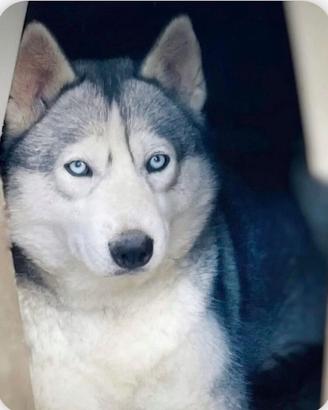 Cuccioli Siberian Husky prenotabili con pedigree