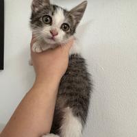 Gatto bianco tigrato