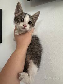 Gatto bianco tigrato