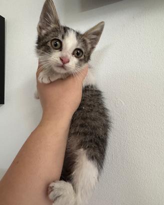 Gatto bianco tigrato