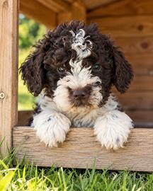 Cuccioli di Lagotto