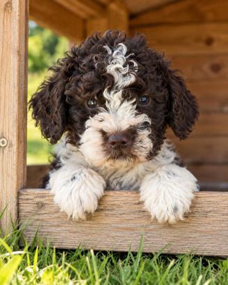 Cuccioli di Lagotto