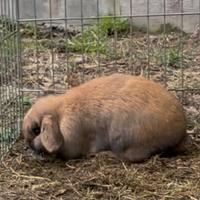 Conigli Minilop Puri