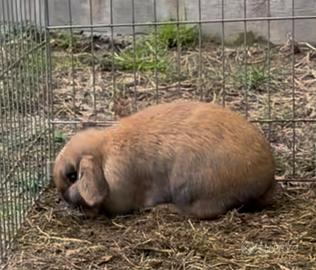 Conigli Minilop Puri