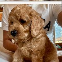 Cuccioli di Barbone nano bianco, Red,