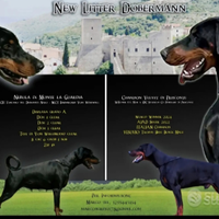 Cuccioli dobermann con pedigree