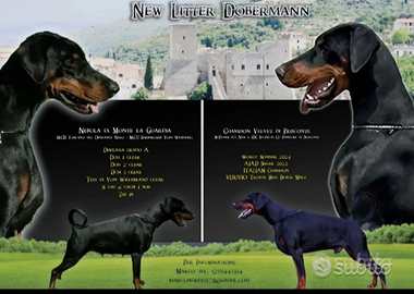 Cuccioli dobermann con pedigree