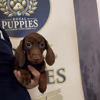 Promo bassotto nano e Kaninchen Choco