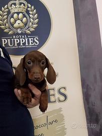 Promo bassotto nano e Kaninchen Choco