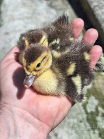 Anatroccoli paperelle