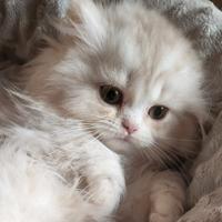 Cucciolo Selkirk straight