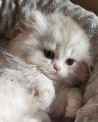 Cucciolo Selkirk straight