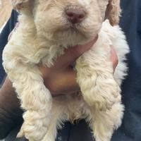 Cuccioli di lagotto