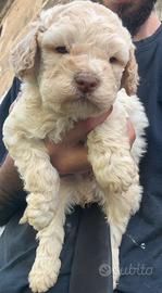 Cuccioli di lagotto