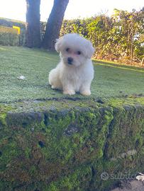 Cuccioli di maltese