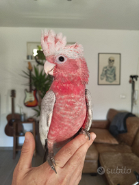 Cacatua rosa allevati a mano