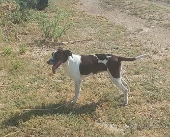 Cane da caccia