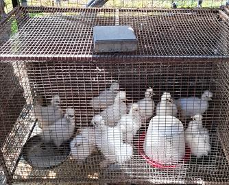 11 pulcini bianchi moroseta più un gallo