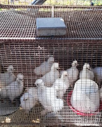 11 pulcini bianchi moroseta più un gallo