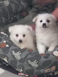 Volpino italiano taglia piccola