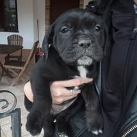 Cuccioli cane corso