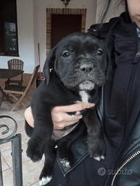 Cuccioli cane corso