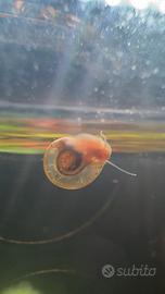 Lumaca 