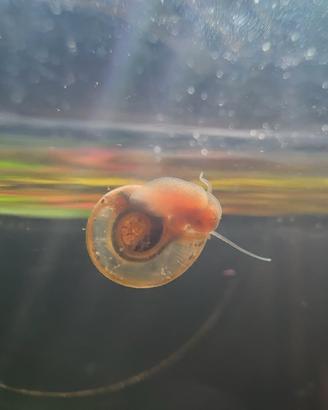 Lumaca 