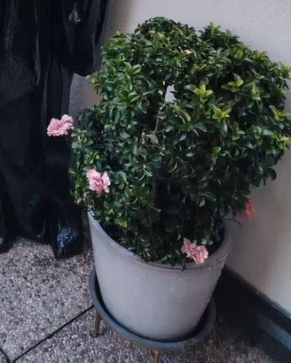 pianta e vaso