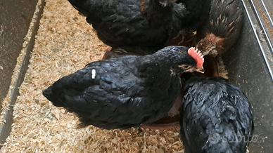 Galletto marans