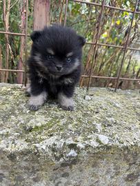 Spitz pomerania mini toy