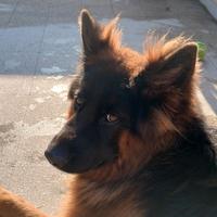 Cucciolona pastore tedesco