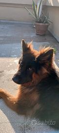 Cucciolona pastore tedesco