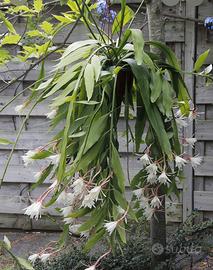 Talea non radicata di Epiphyllum pumillum