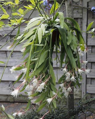 Talea non radicata di Epiphyllum pumillum