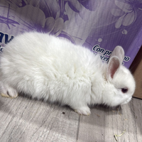 Conigli testa di leone