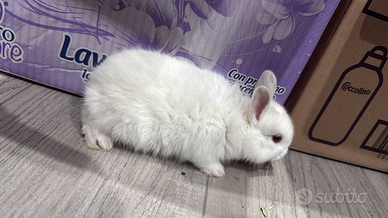 Conigli testa di leone