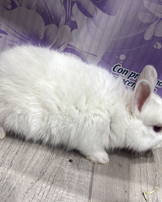 Conigli testa di leone