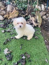 Maschietto di Maltipoo