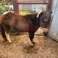 Pony femmina