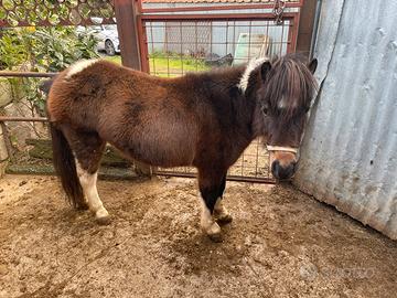 Pony femmina