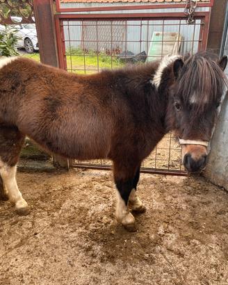 Pony femmina