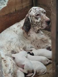 Cuccioli setrer inglese