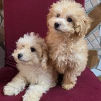 Maltipoo