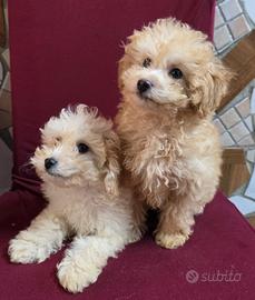 Maltipoo