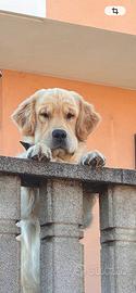 Ares disponibile per monta
