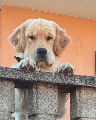 Ares disponibile per monta