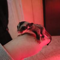 Petauro dello zucchero