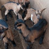 Capretti camosciato maschio e femmina