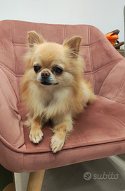 Chihuahua